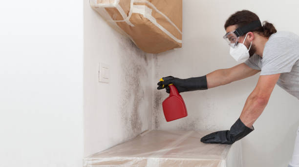 Professional Basement Mold Removal technician working in Downers Grove, IL
