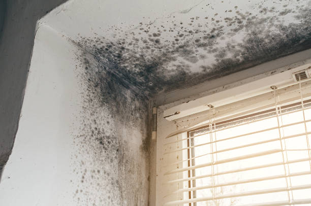 Affordable Basement Mold Removal solutions in Downers Grove, IL